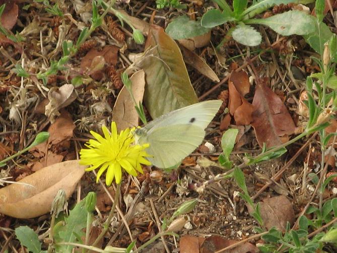 Pieris rapae